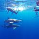 Illustration for article titled Fun with Sharkies